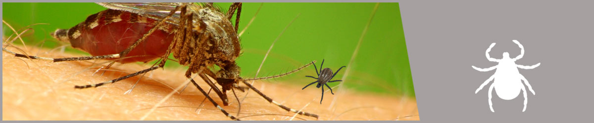 Mücken und Zecken