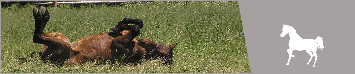 Sommerekzem bei Pferden behandeln und vorbeugen